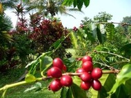 小資咖啡生豆~~宏都拉斯 因緹布卡省 馬薩瓜拉 禮物莊園 潔西卡·維多利亞 卡杜艾 蜜處理 1850M 500G