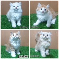 Kitten Anak Kucing Anggora Persia Angora 2.5 Bulan Jantan Betina Bulu