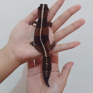 African Fat Tailed gecko (dewasa)