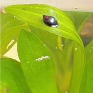 Aquarium bladder snail algae remover eater, protein fish food for tortoise, turtle and puffer