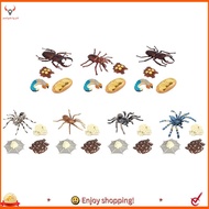 【pwlydc1g】Animal Life Cycle,Animals Growth Cycle Life Cycle Model,Insect Growth Cycle Model Educatio