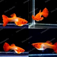 guppy albino koi gen king koi red ear sepasang