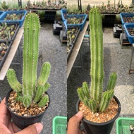 Euphorbia fruiticosa Scorpion Tail Large Plant (Euphorbia fruiticosa)