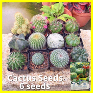 Bonsai Cactus Seed - การันตีอัตรางอก 6เมล็ด/ซอง Mixed Cactus Plant Seeds for Sale Radiation Protection Plant Seeds Indoor Ornamental Plants เมล็ดดอกไม้ บอนสีสวยๆ ต้นไม้ประดับ ต้นไม้ฟอกอากาศ บอนสีราคาถูกๆ บอนสีหายาก ต้นไม้มงคลสวยๆ บอนสี เมล็ดบอนสี