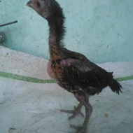 Anakan Ayam Trah import Thailand PAMA Ninja BL