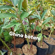 Pohon Kecombrang / Bibit kecombrang honje