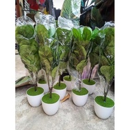 🔥🔥READY STOCK IN MLAYSIA  FIDDLE FIG 63cm