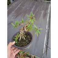 Bonsai bonsai beringin ficus california prokar