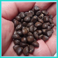 ◹ ▩    cobra vine (15 seeds) buy 2 get 1free