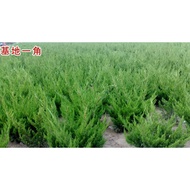 Green Seedlings Dragon Cypress Seedlings Small Seedlings Small Dragon Cypress Dragon Cypress Balls F