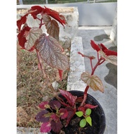 Begonia Polka Dot Plant