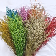 Real Dry Pampass Grass Caspia Limonium Kering Dried Flower Flowers