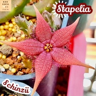 [เก๋งจีน ช็อกโกแลต ดอกดาวแดง] Stapelia Schinzii ส่งพร้อมกระถาง แคคตัส Cactus Succulent Haworthia Euphorbia ไม้หายาก พืชอวบน้ำ ไม้หนาม ไม้ทะเลทราย กระบองเพชร