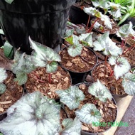 tanaman hias begonia keong