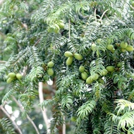 Torreya Seeds Four Seasons Nut Seeds Years Old Landscape Greening Foliage Seeds Tree Seeds 4 Combina