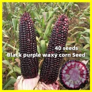 Black Purple Corn Seed ข้าวโพดข้าวเหนียวดำ เมล็ดพันธุ์ ข้าวโพดขาวม่วง - 40 เมล็ดต่อซอง Waxy Corn Seeds for Planting High Yield Purple Lady Sugar Corn Plants Seeds Garden Bonsai Vegetables Seeds เมล็ดพันธุ์ผัก เมล็ดพันธุ์ข้าวโพด ข้าวโพดหวาน พันธุ์ไม้ผล