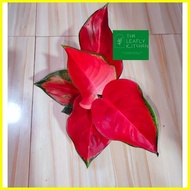 ❧ ۩ ☎ Suksom Jaipong Aglaonema TOP RARE  live plants  Imported ROOTED &amp; potted