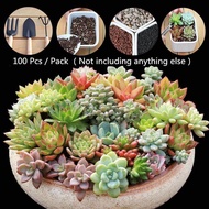 100 Pcs / Pack Mixed Succulent Seeds Juicy Seeds Ass Seed Flower Living Stone Bonsai Flower Seeds Gardening Seeds for Planting Flowers Live Plants Seeds for Sale Flower Plant Seed Easy To Grow In Singapore