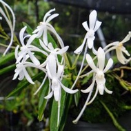 原生蘭花 Neofinetia falcata日本富貴蘭(整叢4株~香~全年都有花)附木