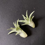 Tillandsia 空氣鳳梨 空氣草 香檳x霸王 （菲律賓）售側芽