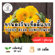 LXG : เมล็ดพันธุ์ ดอกทานตะวันเท็ดดี้แบร์ (Teddy Bear Sunflower) 50 เมล็ด ทานตะวัน ปลูกง่าย โตเร็ว เมล็ดแท้ อัตราการงอกสูง