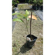 Anak pokok Cempedak King-nurserygreen