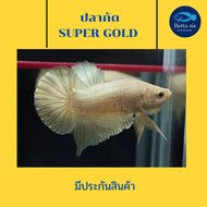 ปลากัด ซุปเปอร์ โกลด์ ปลากัดสวยงาม Super Gold มีประกันสินค้า