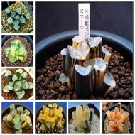 Vientiane Seeds Succulent Seeds Jade Dew Twelve Rolls Vientiane Seeds Jinyu Fan Seeds Succulent Seed