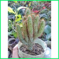 ◨ ✸ Cactus / Cacti - Live Plant