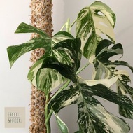 [特製!白斑系絕配] Handmade Moss Pole 全手工製 龜背芋/ 攀爬植物 /優質爬行棒/水苔棒