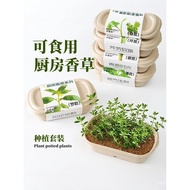 Kitchen Vanilla Spice Mint Family Edible Plant Seeds Children Planting Small Potted Plant Scallion C