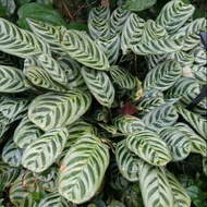 ▦▼❐【COD】10pcs Rare Calathea Seeds Air Freshening Plants Seeds #SW39