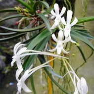 原生蘭花 Neofinetia falcata日本富貴蘭(大叢3株~香~全年都有花)附木