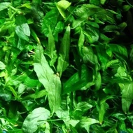 Sahabatalam Elephant trunk leaves/kalingsir sabah snake grass KC herbal medicine