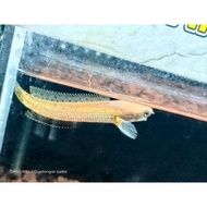 [ORIGINAL] ikan Channa limbata golden strip rare item size 8cm (real