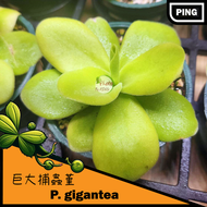 ★PING樂園★ 食蟲植物 [捕蟲堇]  巨大<P. gigantea>