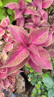Mayana Coleus Pinkle Mosaic (Rare Mayana) with FREE white plastic pot, and garden soil - Live Plant/ Plant for sale