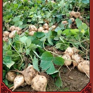 Easy to grow up 10 biji benih Ubi Sengkuang / Sweet Turnip / Jicama/singkamas seeds seed. Mudah hidu