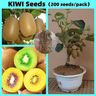 High Yield Kiwi Seeds for Sale (200seeds/pack）Edible Bonsai Seeds for Planting Fruits Organic Sweet 