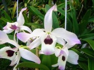 (勿下標)雲南原生蘭 Dendrobium nobile 原種 春石斛(花色清新)