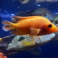 HIASAN AQUARIUM IKAN RED DEVIL TANKMATE CICHLID IKAN PREDATOR PERLENGK