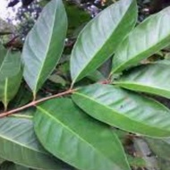 Dried/fresh bay leaves