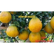 Terlaris bibit buah tanaman jeruk dekopon hasil okulasi