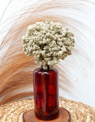 bunga edelweis kering mini - edelweis putih - edelweiss kering