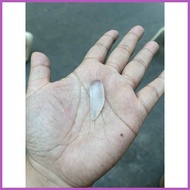 ♂ ⊙ ✙✷ Mutya ng Linta na Clear pampaswerte