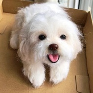 客製化逼真比熊犬羊毛氈寵物娃娃定製複刻狗狗猫咪毛小孩公仔