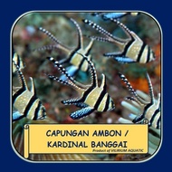 NEW IKAN HIAS AIR LAUT - CAPUNGAN AMBON KARDINAL BANGGAI