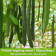 ปลูกง่าย ปลูกได้ทั่วไทย (20เมล็ด/ซอง) มล็ดพันธุ์บวบเหลี่ยม High Yield Patola Tagalog Seeds for Plant