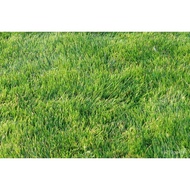 Guaranteed germination rate Zoysia Emerald Grass - 56 gr-1/8 Pound Seed ILRQ