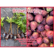 กิ่งตอนมะเดื่อฝรั่ง บราวน์ตุรกี มีราคาส่ง brown turkey figs air layer